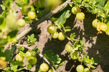 ahşap arka plan ile bir şube olgun Bektaşi üzümü çilek dayan