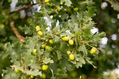 Yeşil yapraklı ve meşe palamutlu meşe dalı