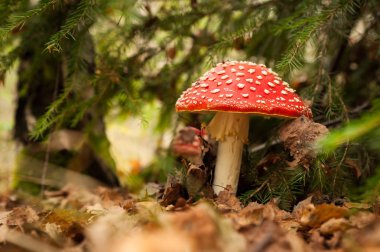 zehirli mantar mantarı düşen yapraklar ağacında altında