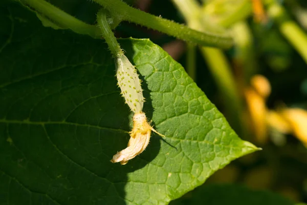 Young Budding Fruit Cucumber Green Leaf — Stock Photo, Image