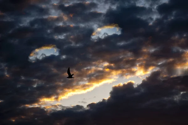 Visage Souriant Des Nuages Dans Ciel Avec Oiseau Volant — Photo