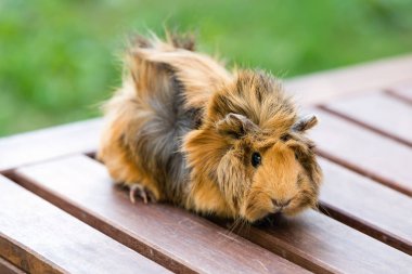 yeşil çim karşı ahşap bir yüzey üzerinde kahverengi eskiden şiling şimdi domuz