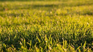 ayarı yaz güneş ışınlarının yeşil biçilmis çim