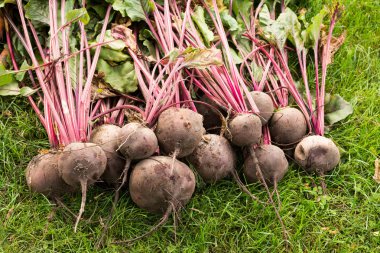 Kazılan pancar kırpma yeşil çim üzerinde yalan