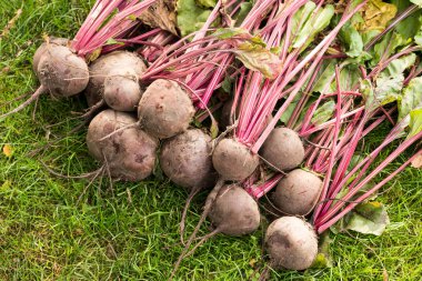 Kazılan pancar kırpma yeşil çim üzerinde yalan