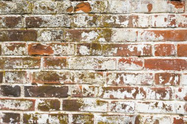 Eski kırmızı tuğla duvar, badana, doku ile kaplı