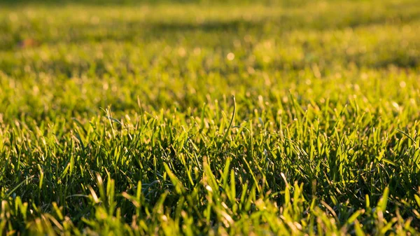 Rumput Hijau Dipotong Dalam Sinar Matahari Musim Panas Pengaturan — Stok Foto