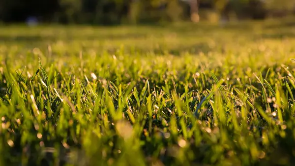 Green Mown Lawn Rays Setting Summer Sun — Stock Photo, Image