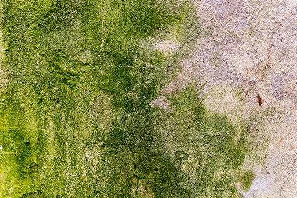 Gri-yeşil beton duvar yosun, doku kaplı
