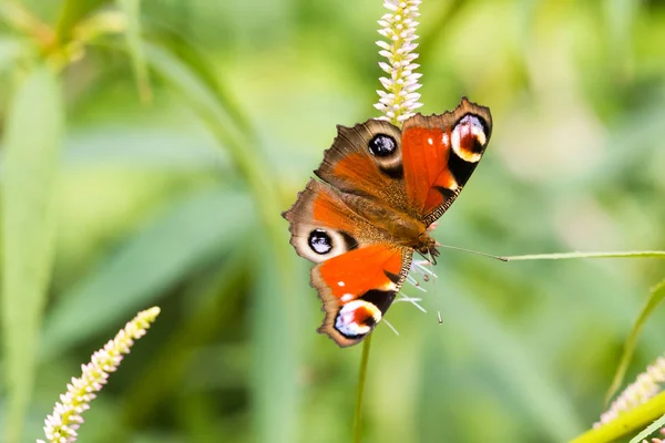 Ein Schöner Schmetterling Sitzt Auf Einem Grünen Blatt Einer Blume — Stockfoto