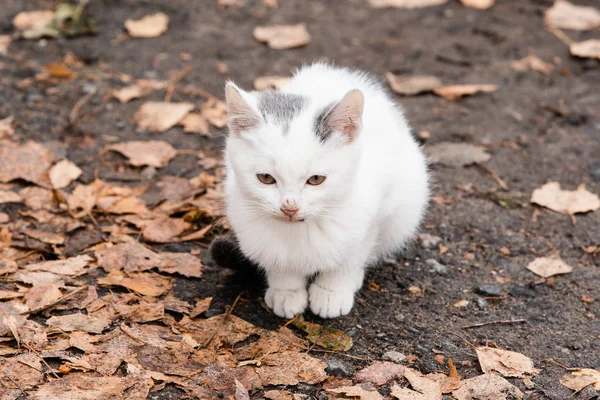 Chaton Blanc Avec Une Queue Noire Assise Sur Sol Sale — Photo