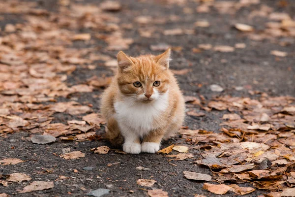 Chaton Rouge Assis Sur Des Feuilles Brunes Tombées Par Une — Photo