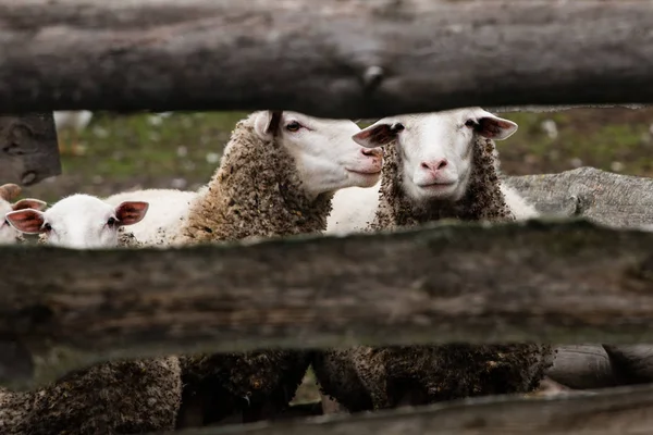 Πρόβατα Μια Ξύλινη Περίφραξη — Φωτογραφία Αρχείου