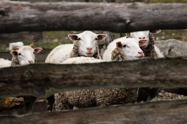 Πρόβατα Μια Ξύλινη Περίφραξη — Φωτογραφία Αρχείου