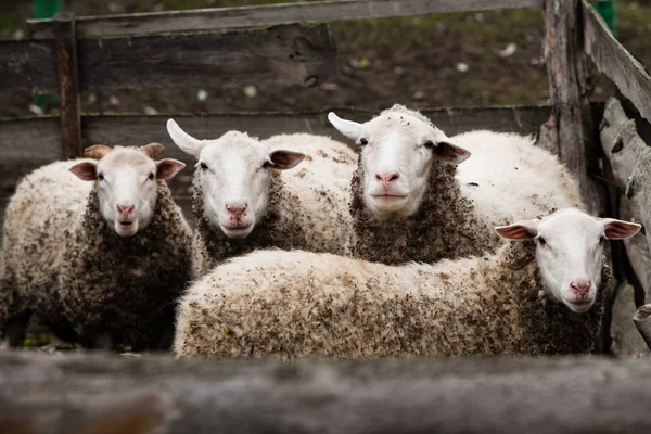 Four Sheep Stand Paddock Looking Forward — Stock Photo, Image