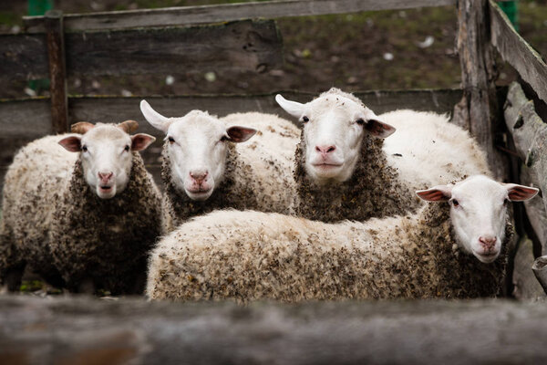 four sheep stand in a paddock and are looking forward
