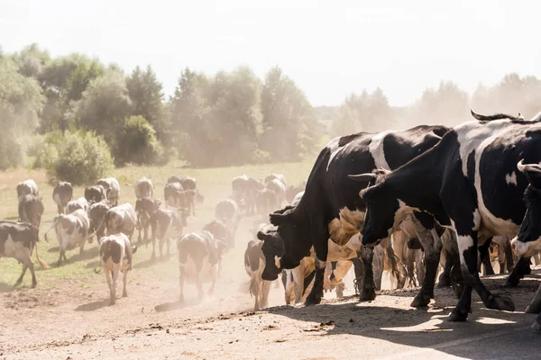Troupeau Vaches Descendant Des Cornes Prairie Transport Bétail Dans Pâturage — Photo