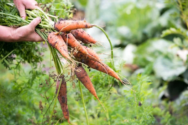Zanahorias Frescas Arrancadas Del Jardín Las Manos Una Anciana Fondo — Foto de Stock