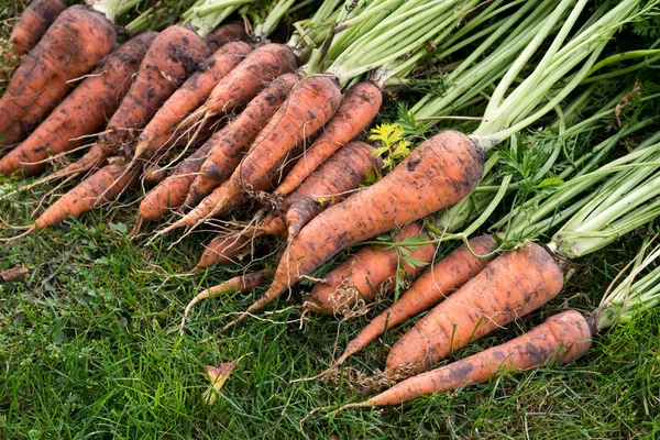 Cosecha Excavada Zanahorias Encuentra Hierba Verde — Foto de Stock