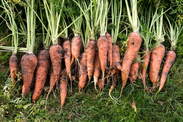 Cosecha Excavada Zanahorias Encuentra Hierba Verde — Foto de Stock