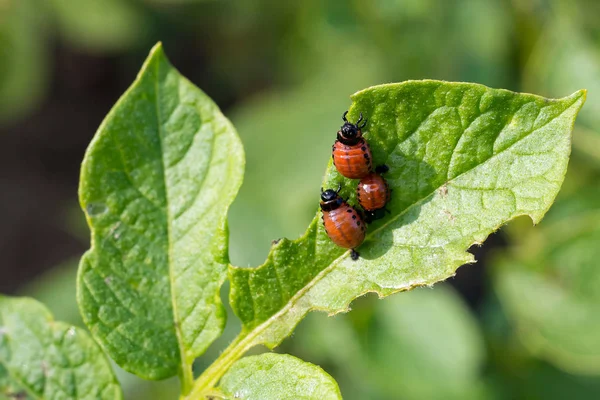 Red Larva Colorado Potato Beetle Devouring Luscious Green Leaf Potato — Stock Photo, Image