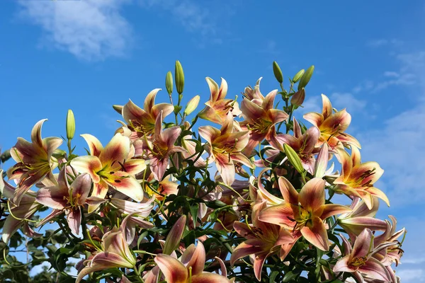 Bahçe Lilyum Mavi Gökyüzüne Karşı Büyük Bir Buket — Stok fotoğraf