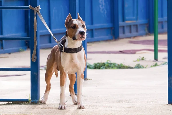Büyük köpek doğurmak köpek ağızlığı olmadan mücadele