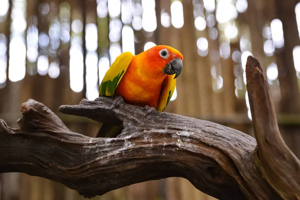 Jasne sitit papugi na gałęzi — Zdjęcie stockowe