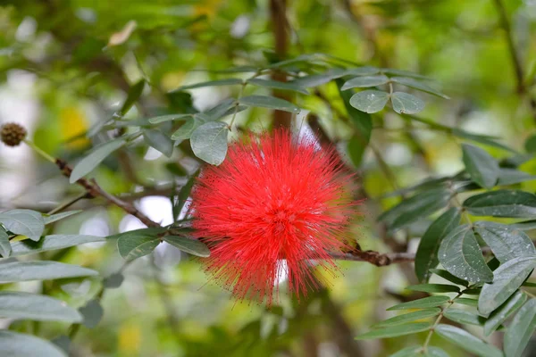 Sopro rosa ou Calliandra haematocephala — Fotografia de Stock