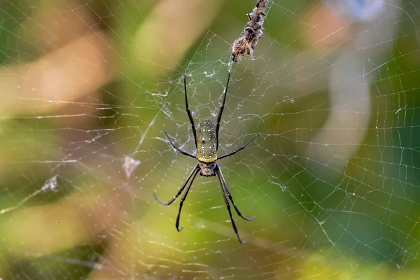 Een enorme tropische spin in een web — Stockfoto