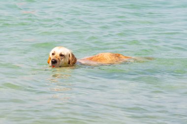 Köpek doğurmak Labrador denizde yüzerler