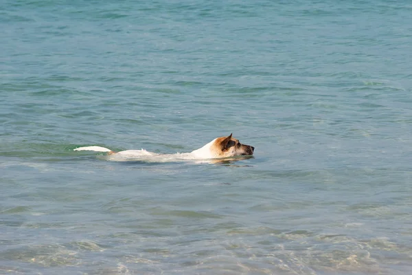 Собака плаває в морі — стокове фото
