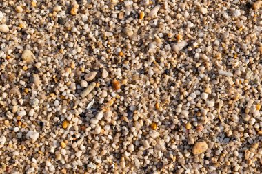 Güzel ıslak plaj taşı, doku