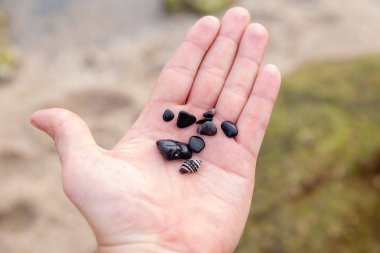 palmiye siyah deniz taşları