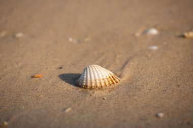 Deniz kumu üzerinde beyaz kabuk