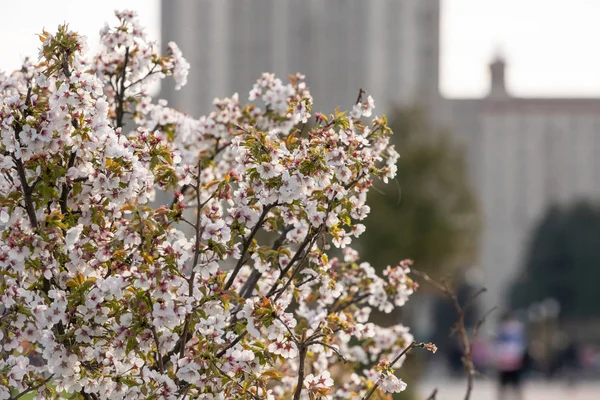 Красиві вишневі квіти в міському парку на тлі багатоповерхового будинку — стокове фото