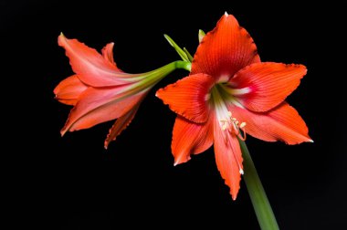 Çiçek açmış kırmızı Amaryllis çiçeği siyah bir arkaplanda izole edilmiş.