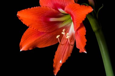 Çiçek açmış kırmızı Amaryllis çiçeği siyah bir arkaplanda izole edilmiş.
