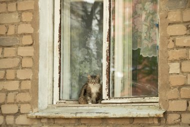 Eski bir tuğla evde açık bir pencerenin pencere üzerinde oturan evcil kedi