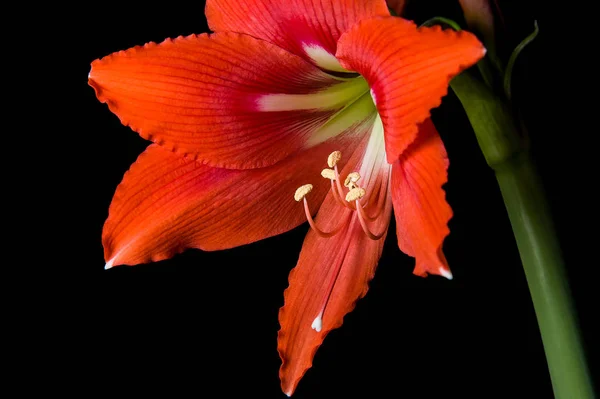 Çiçek açmış kırmızı Amaryllis çiçeği siyah bir arkaplanda izole edilmiş. — Stok fotoğraf