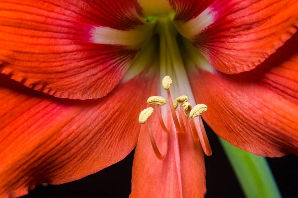 Stamen ve Amaryllis yakın çekim kırmızı çiçek pistil — Stok fotoğraf