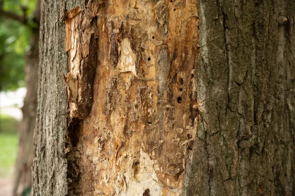Träd äts av insekter med fallna bark — Stockfoto