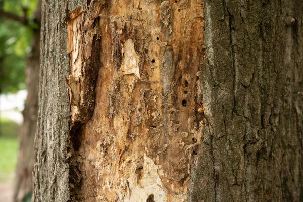 Boom opgegeten door insecten met gevallen schors — Stockfoto