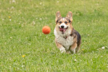 mutlu Corgi köpek yavrusu yeşil çim üzerinde çalışan