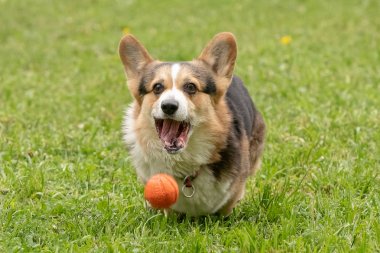 mutlu Corgi köpek yavrusu yeşil çim üzerinde çalışan