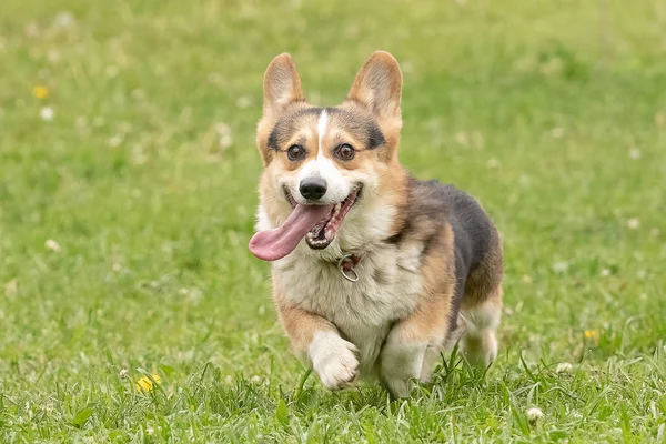 Boldog Corgi kiskutya fut a zöld fű — Stock Fotó