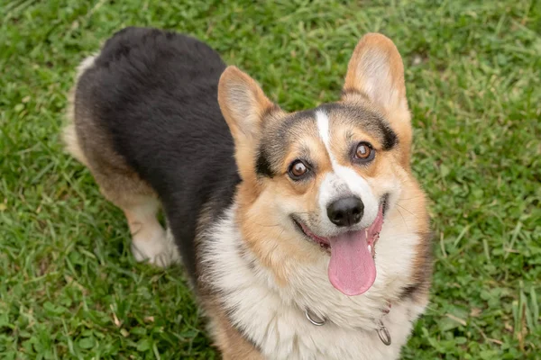 Corgi hund tittar på kameran och ler — Stockfoto