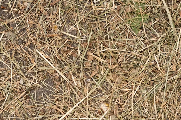 Rumput kering setelah dipotong tergeletak di tanah, tekstur — Stok Foto