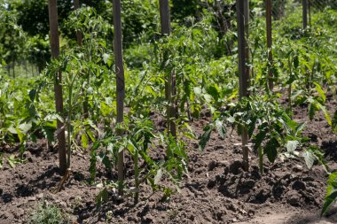 Domates genç çalılar ile bahçede çiçek yatak