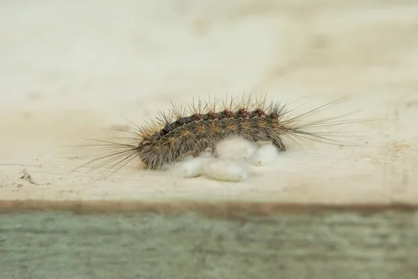 Caterpillar lays white eggs on wooden surface — Stock Photo, Image